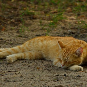 Деревенский сибарит.
