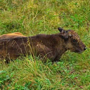 Теленок бизона.