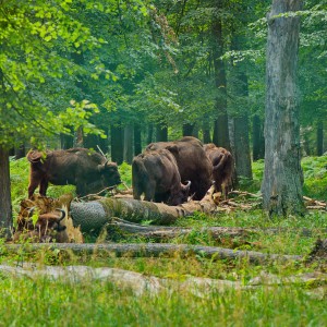 Стадо зубров.