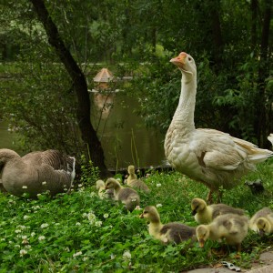Благородное семейство.
