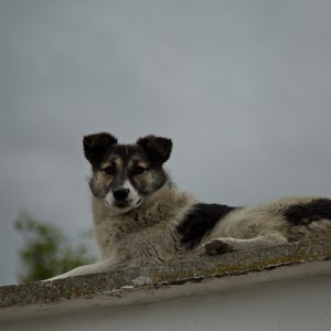 Уличный бродяга.