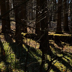 Весенний лес.