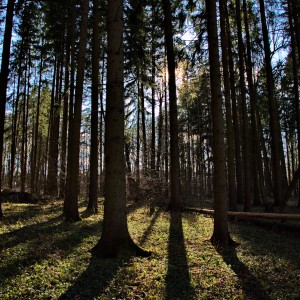 Весенний лес.