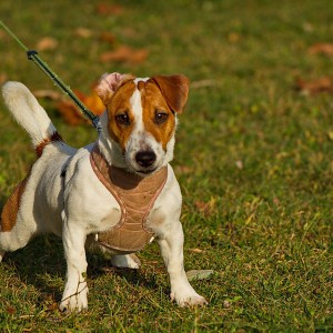 Джек Рассел.