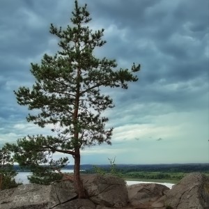 И на камнях растут деревья.