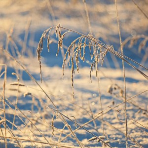 Золото зимнего утра.