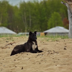 Байкальский страж.