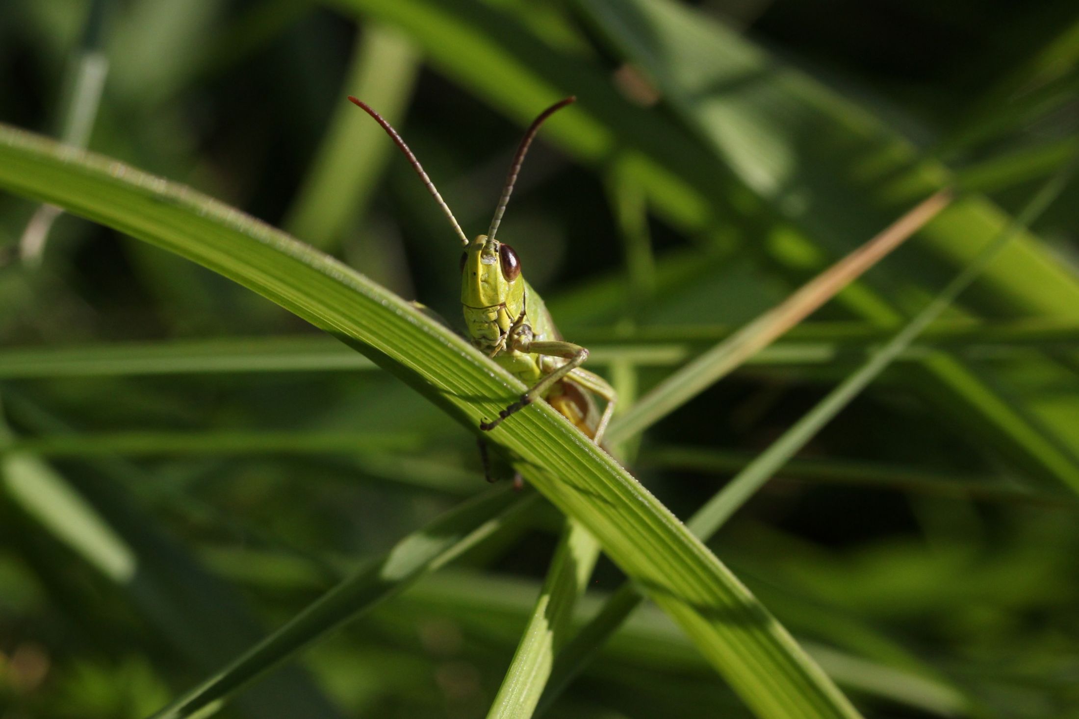 grasshopper