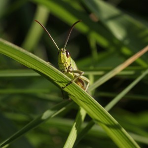 grasshopper