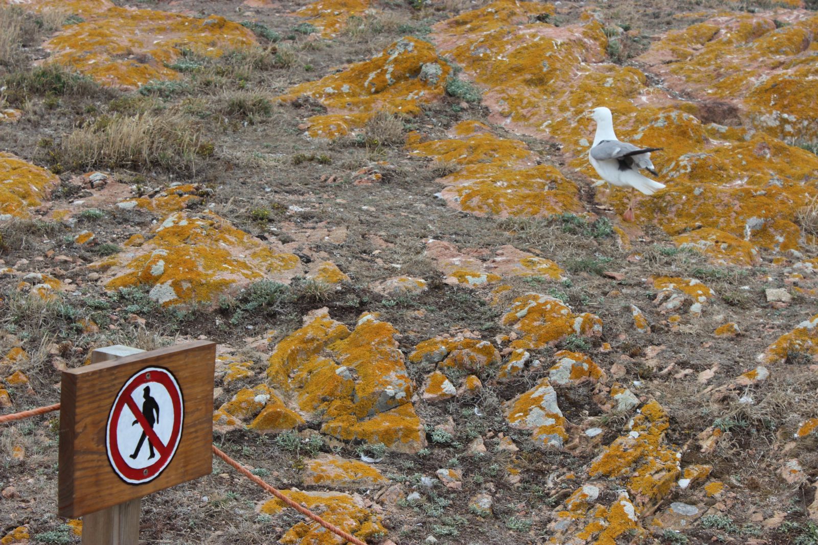 Território Privado - Berlengas - Eduardo Roseira