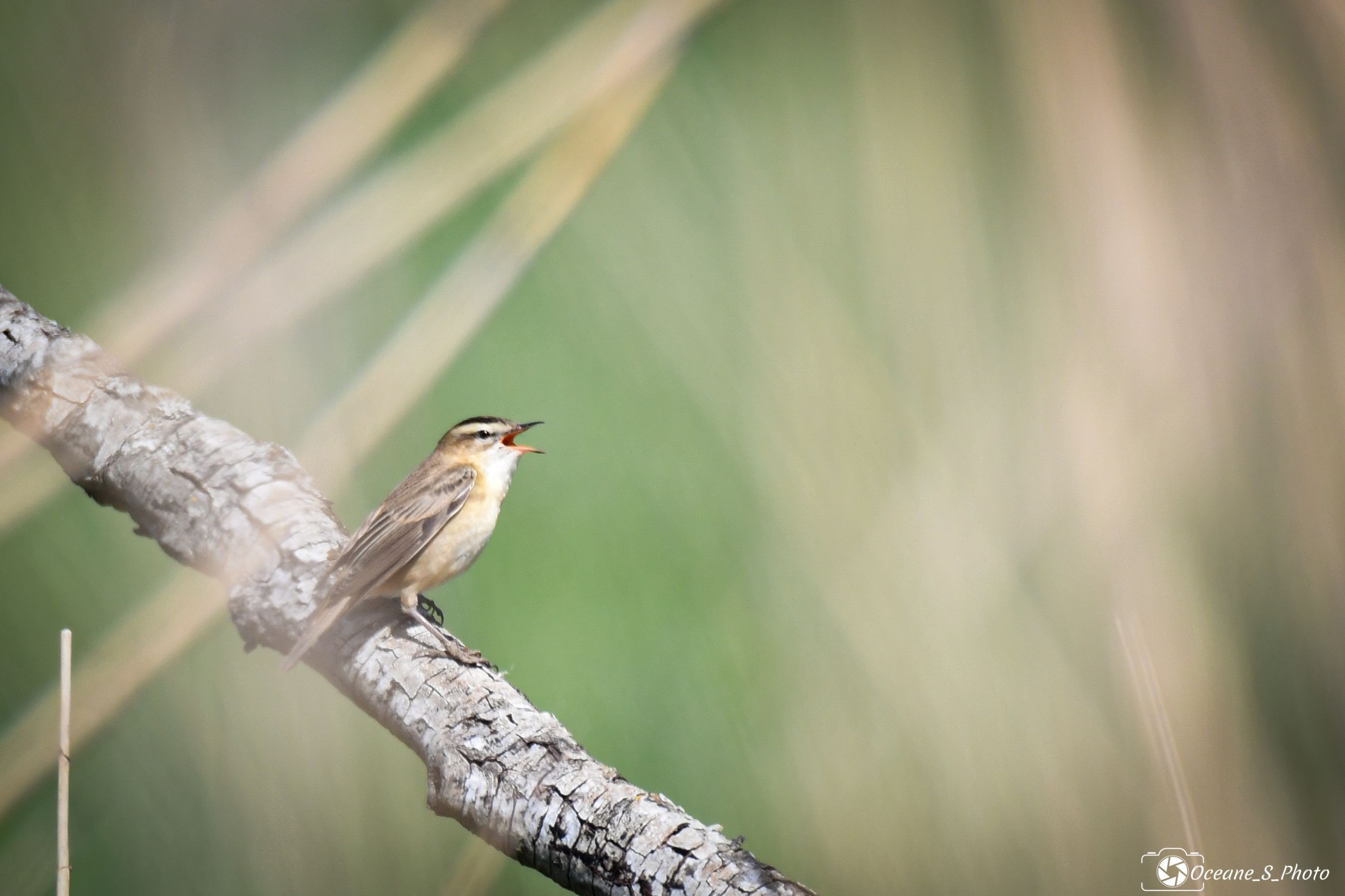 inbound3600578573809166523