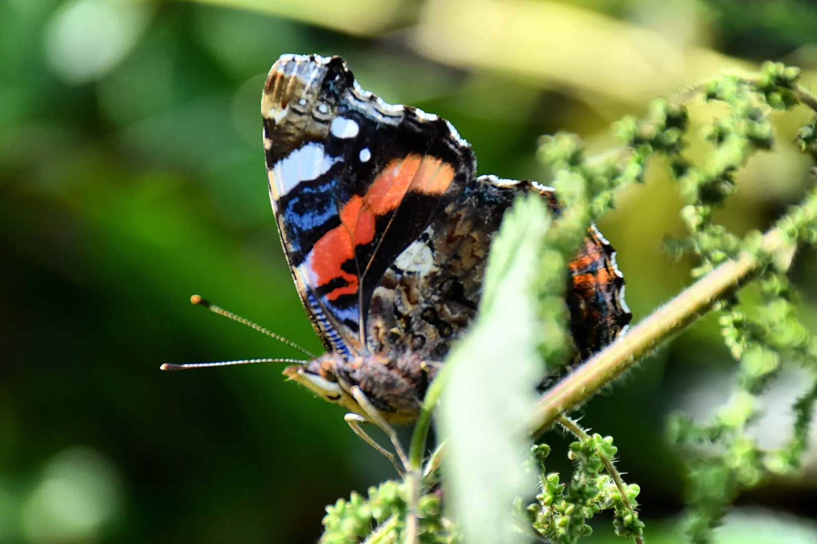 IMG_20210824_180424_886