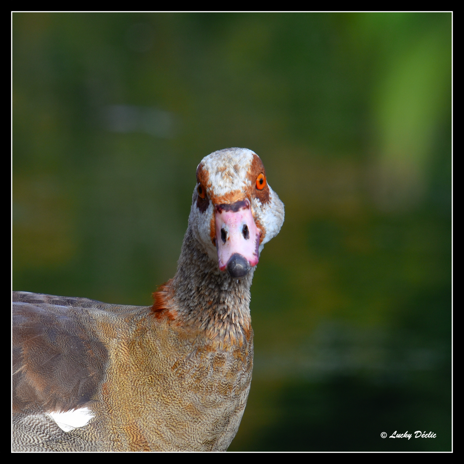 LUC_6271_inPixio