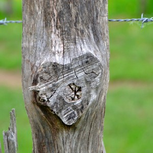 DSC_45513_InPixio