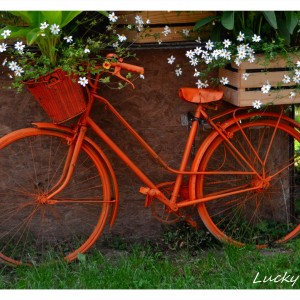 DSC_8334_InPixio