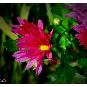 DSC_9146_InPixio