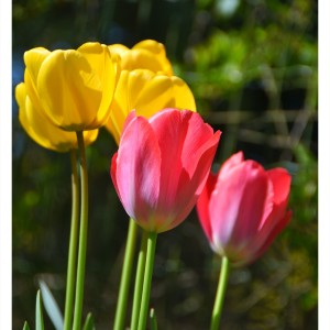 DSC_9453_InPixio