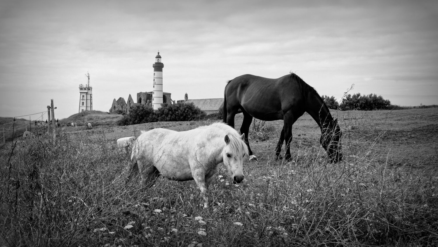 Chevaux de Saint Mathieu