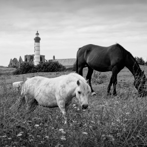 Chevaux de Saint Mathieu