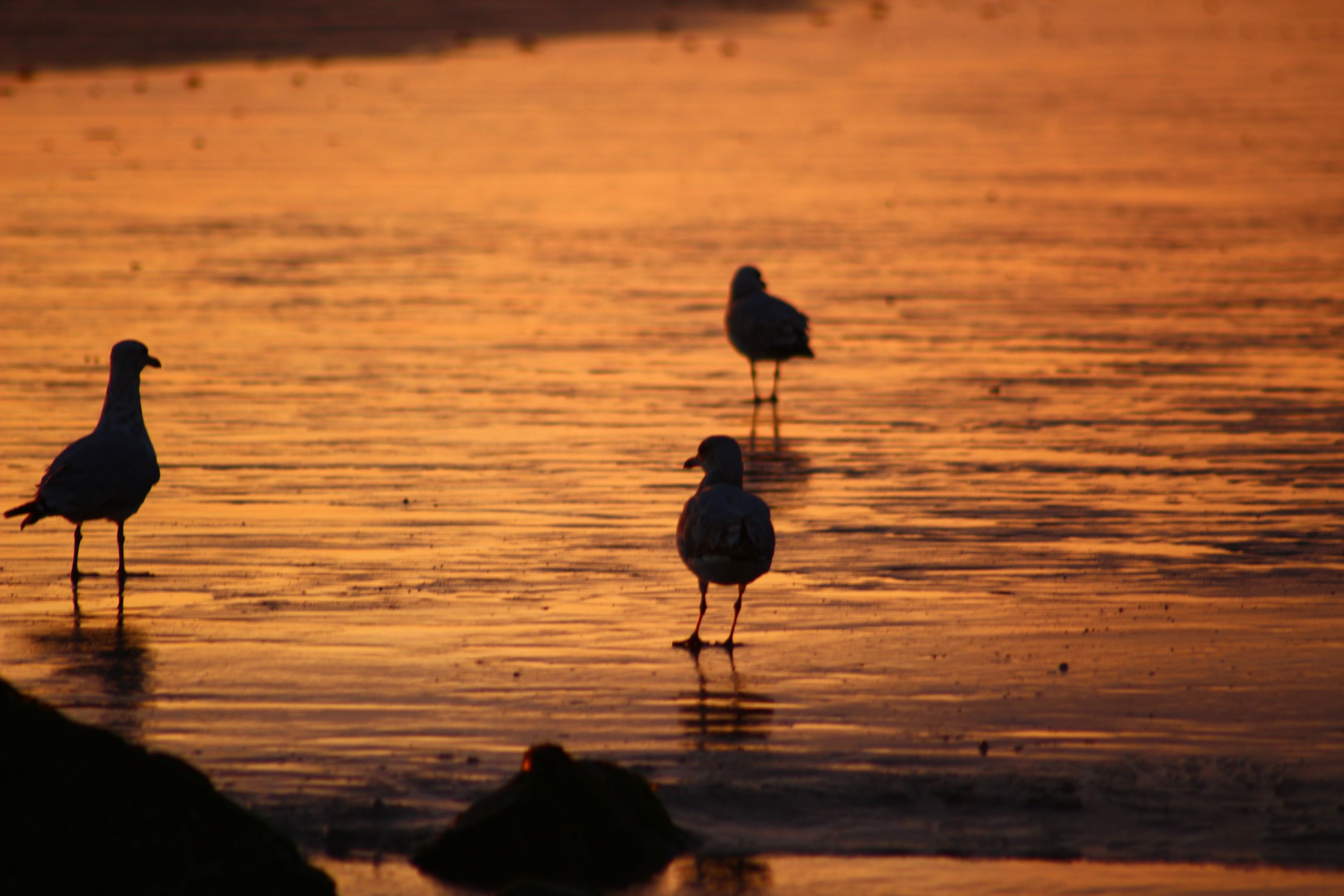 inbound3905975504774857688