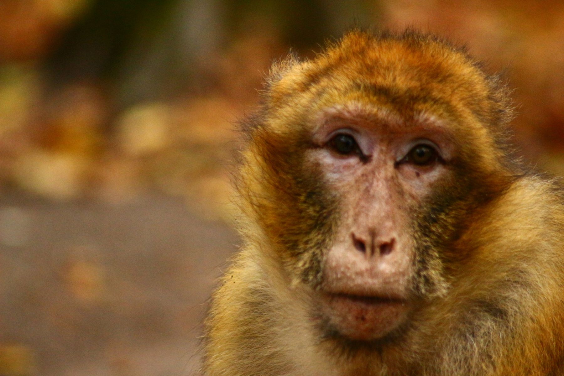 inbound9045930390367300689