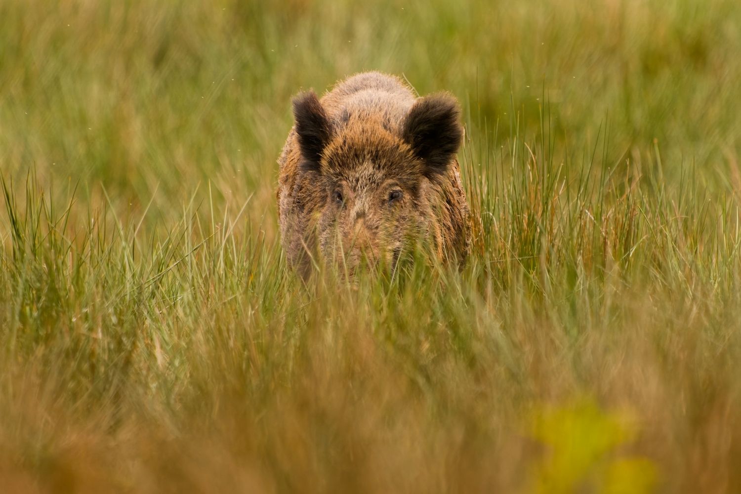 inbound3966567238032994944