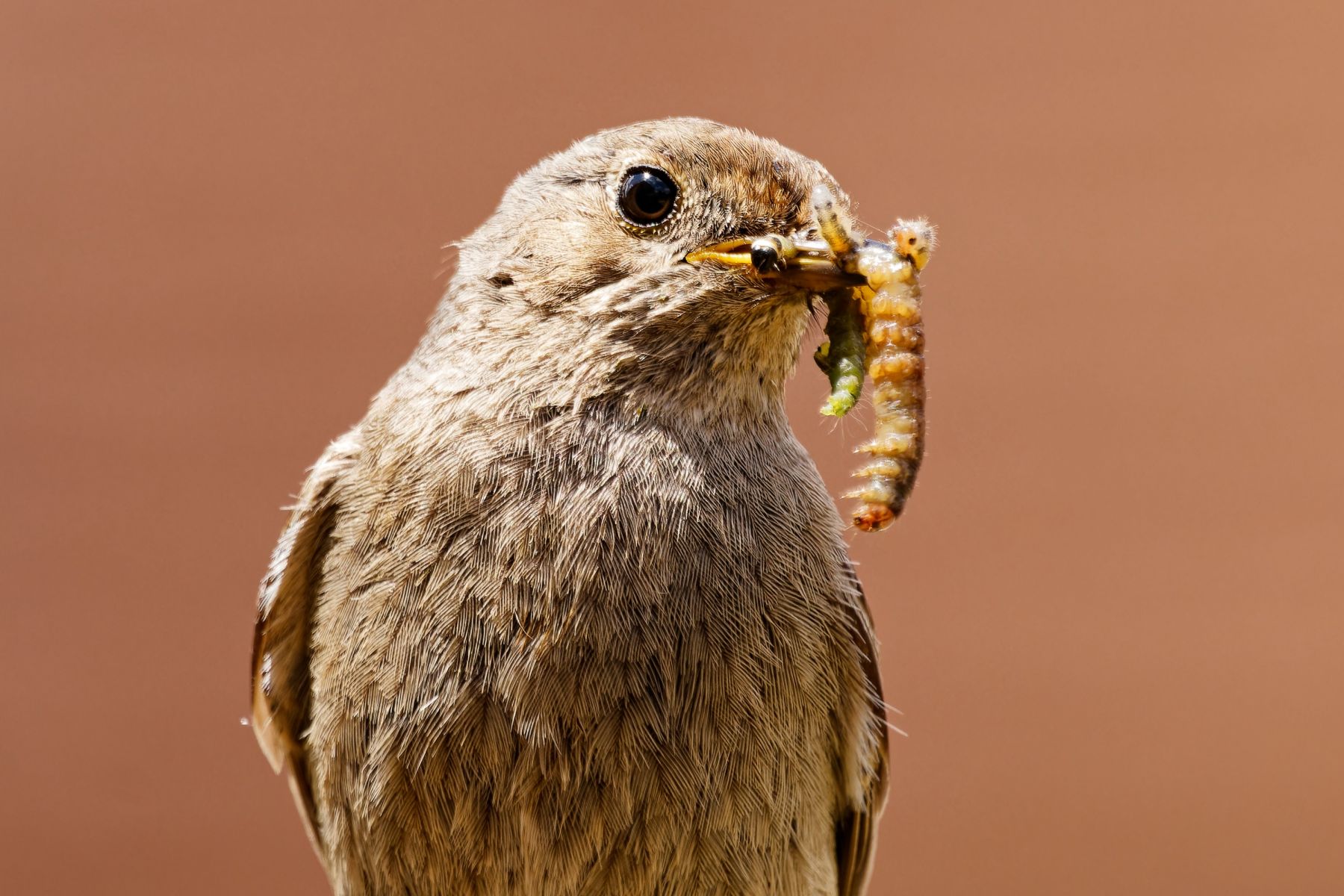 inbound545638895295118281