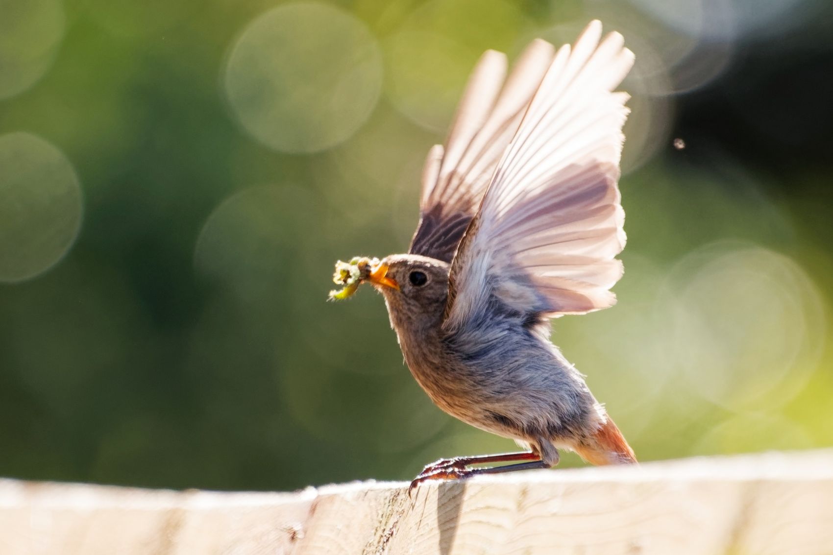 inbound8317387671272139466