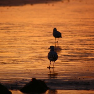 inbound3905975504774857688