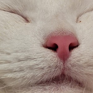 inbound9020758437290790677