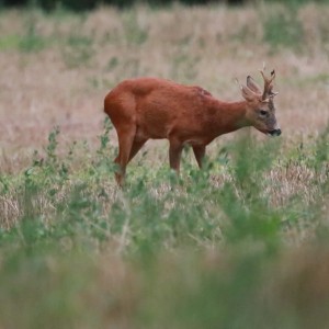 inbound3221675179160259636