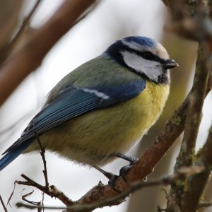 inbound4100953263457470514