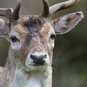 inbound1246286892653309347