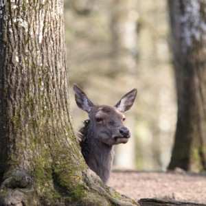 inbound8953190226814436001