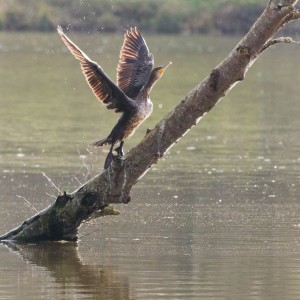 inbound8998317551863596027