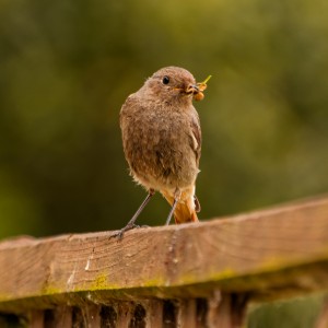 inbound6342895196801859102