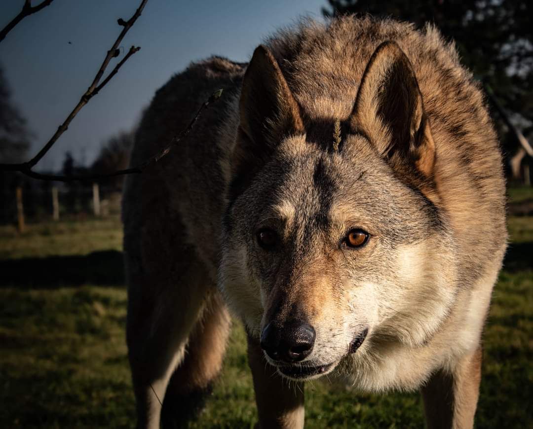 Chien loup tchécoslovaque