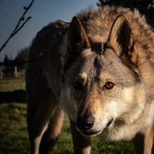 Chien loup tchécoslovaque