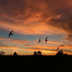 Swallows