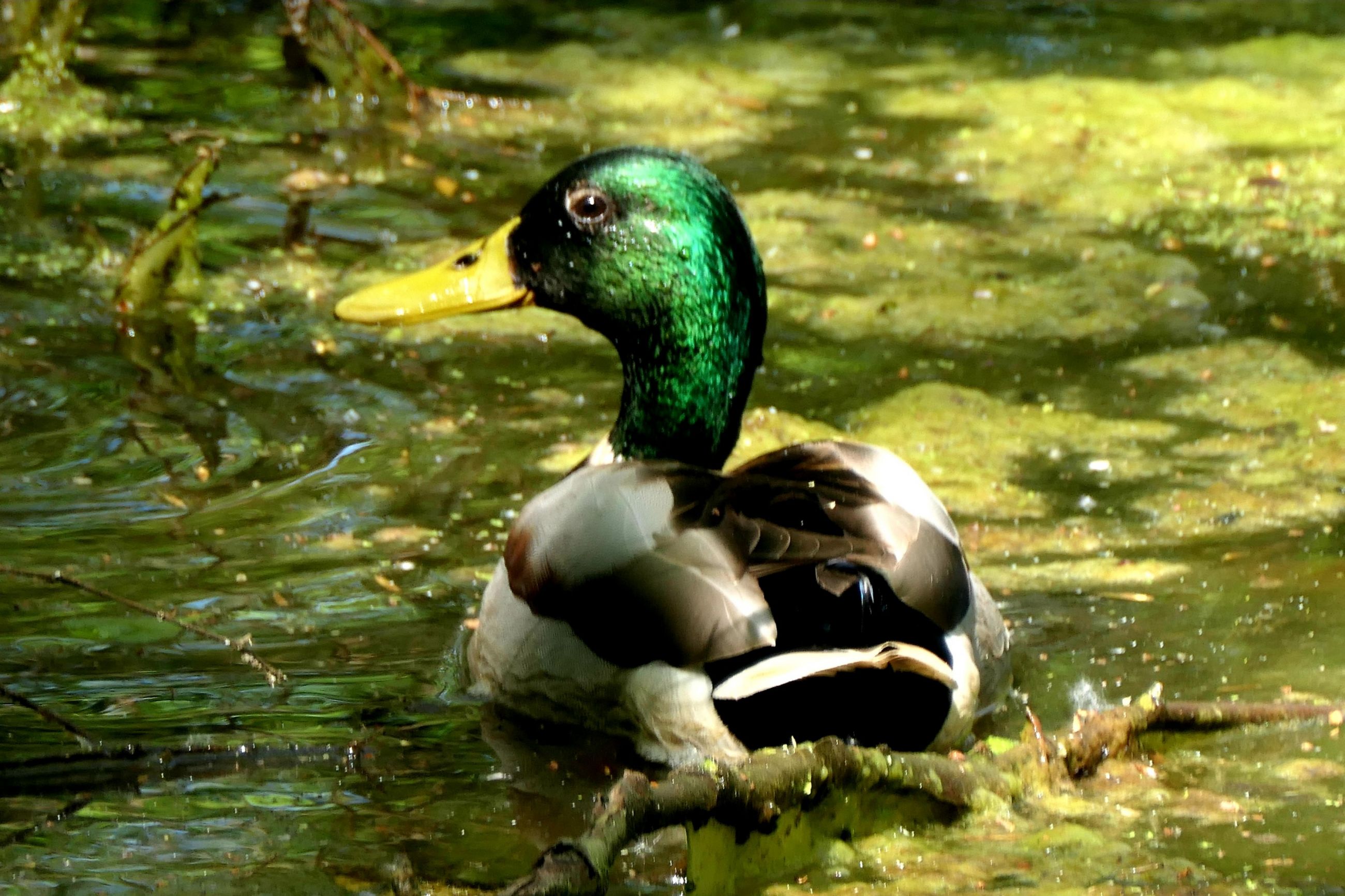 Colvert