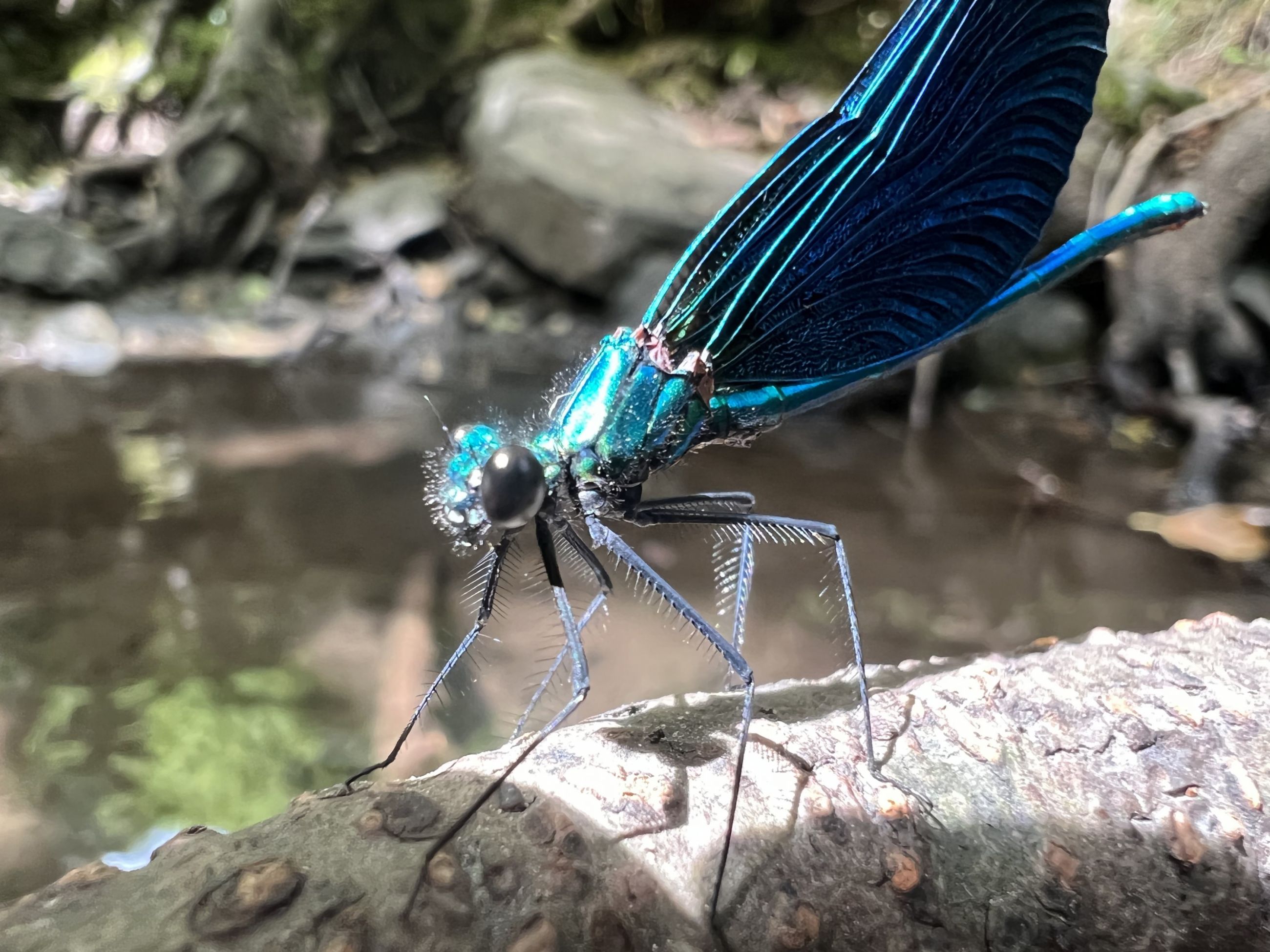 La dame en bleue