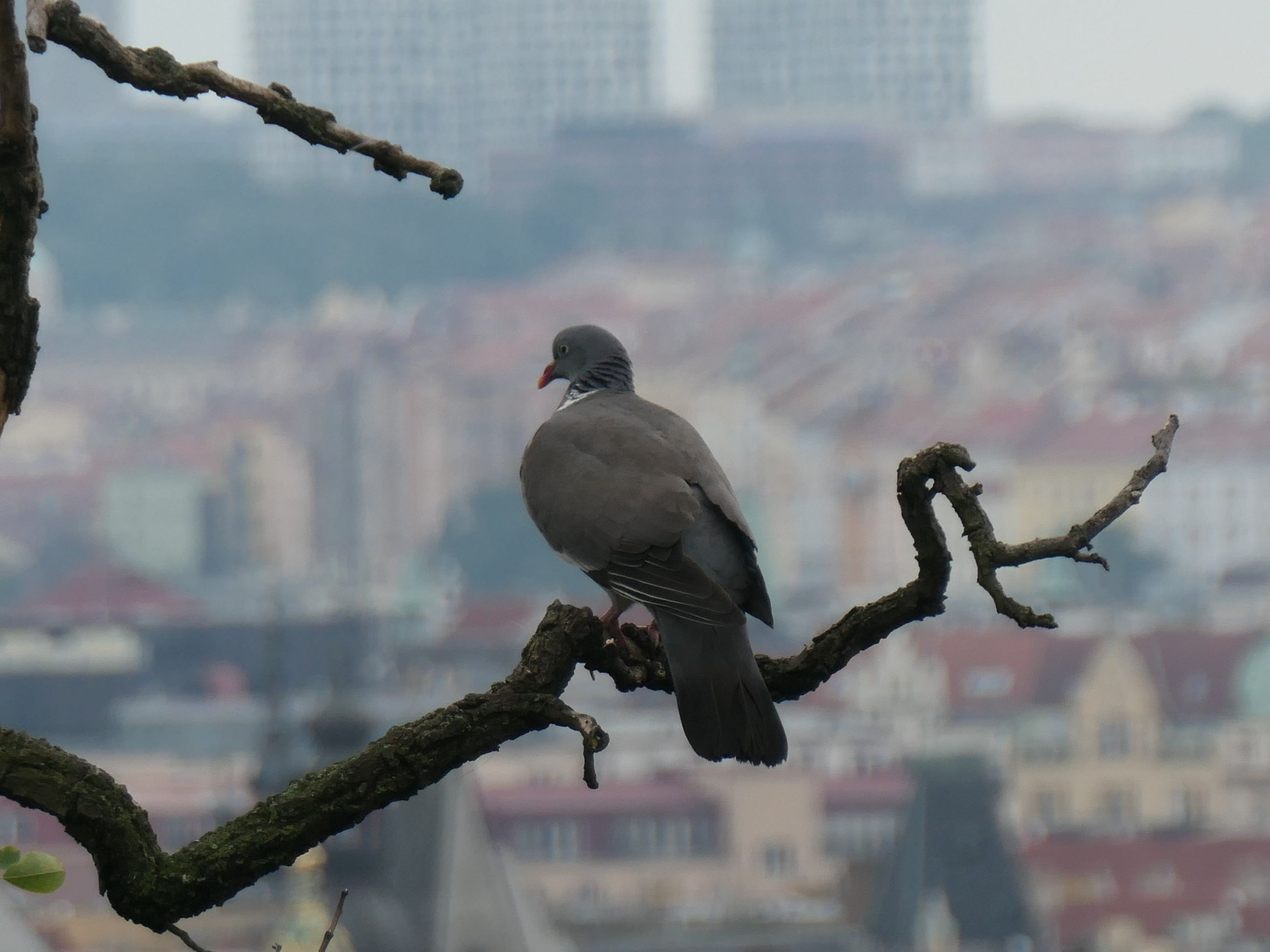 Le guetteur (vue depuis le château de Prague)