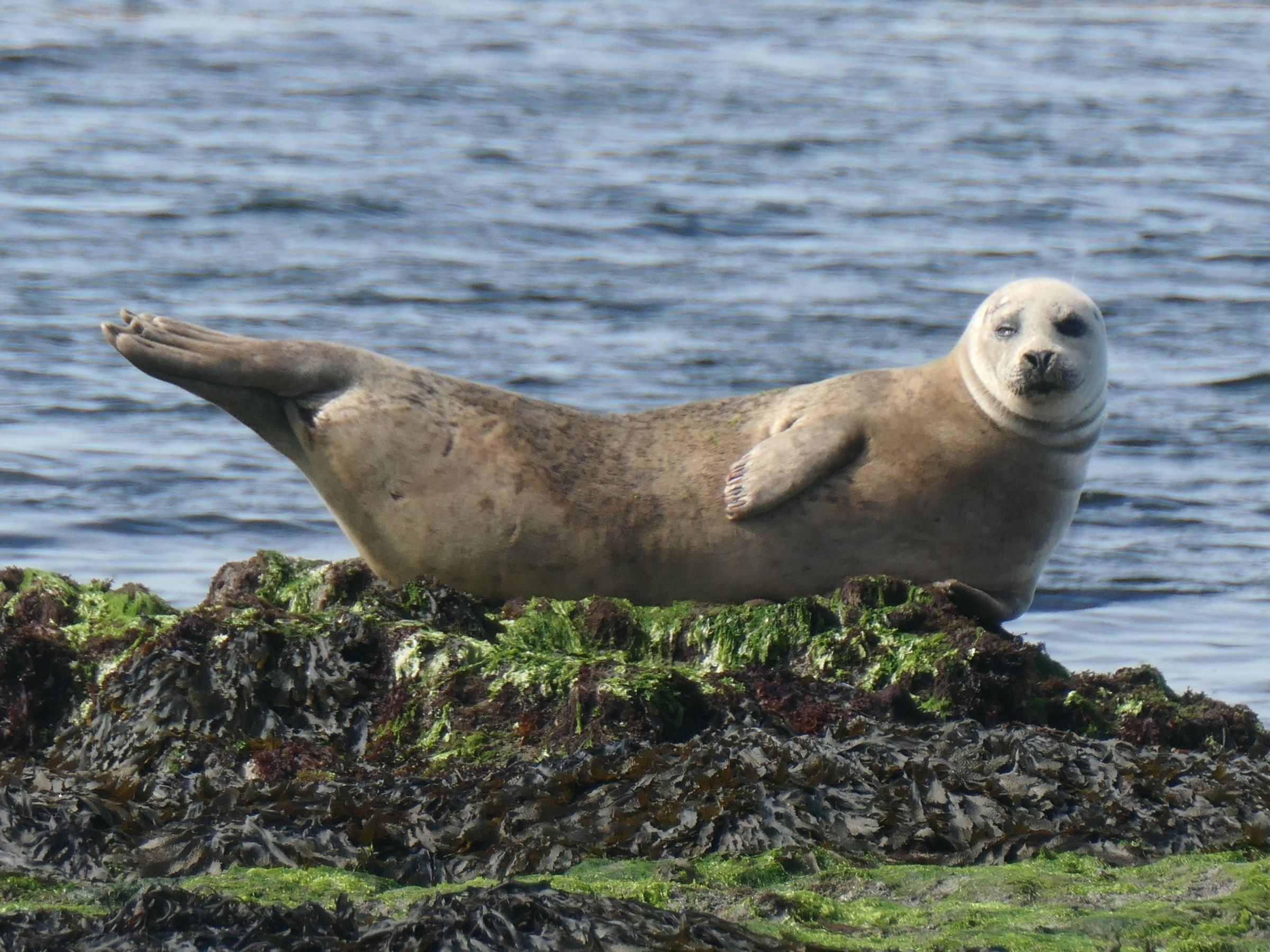 Phoque sur l’île d’Aran