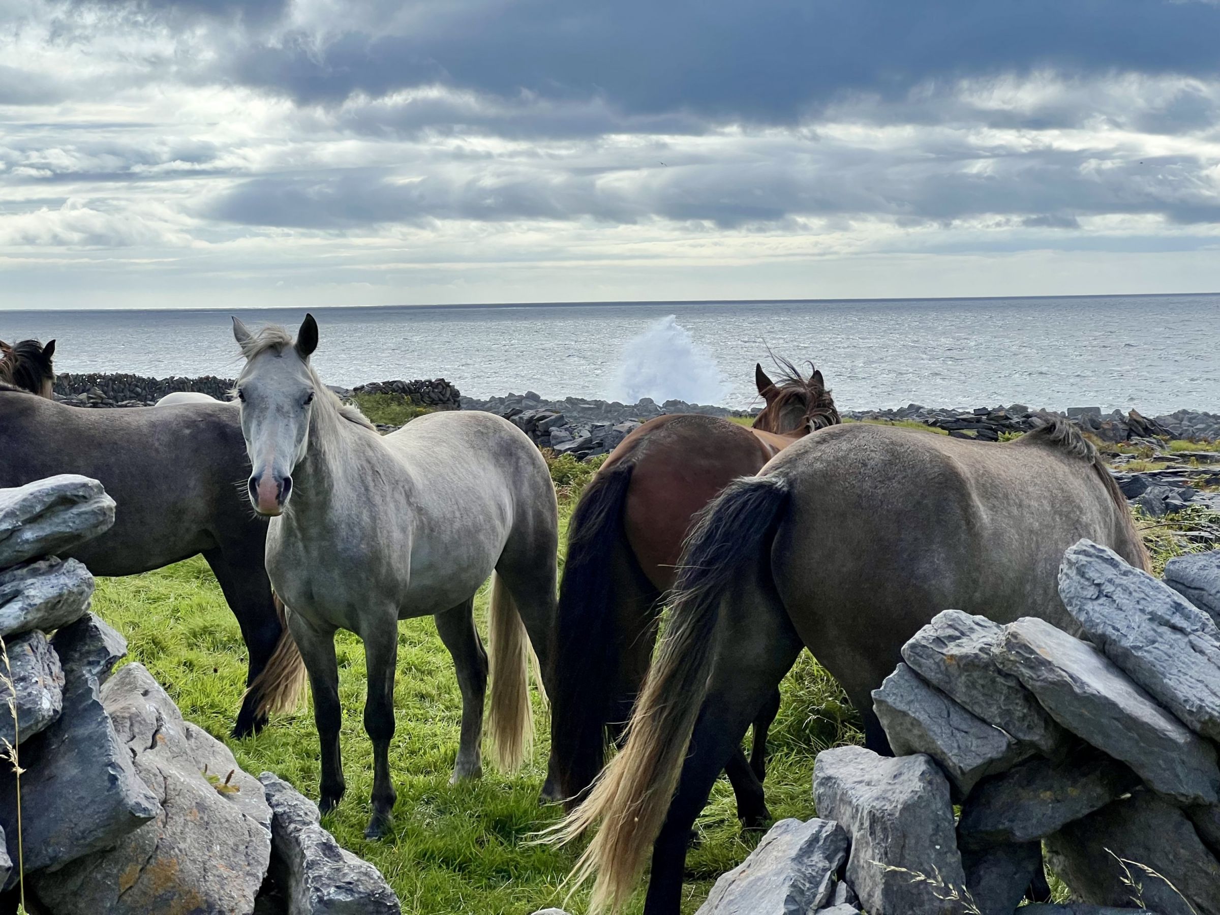 Chevaux en Irlande