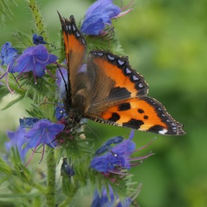 Nature picturale