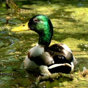 Colvert