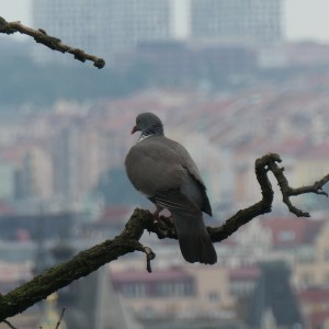 Le guetteur (vue depuis le château de Prague)