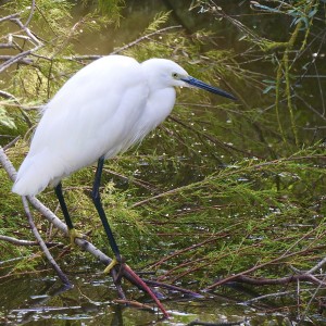 Aigrette