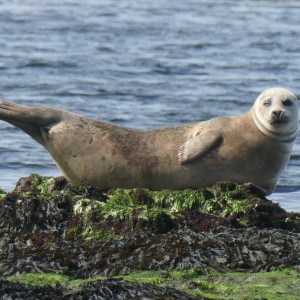 Phoque sur l’île d’Aran