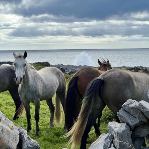 Chevaux en Irlande